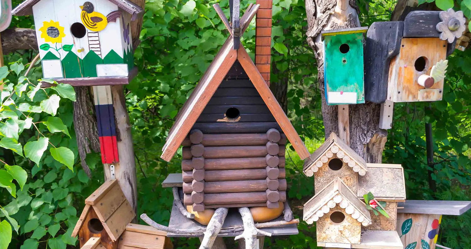 Just for the birds